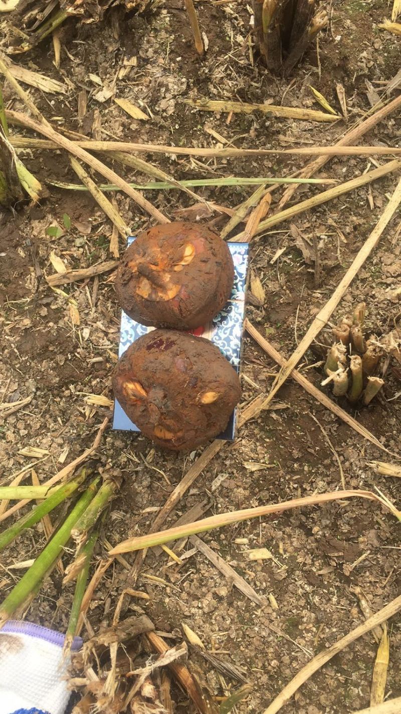 乐昌市学名荸荠，马蹄，大规模种植，规格齐全！