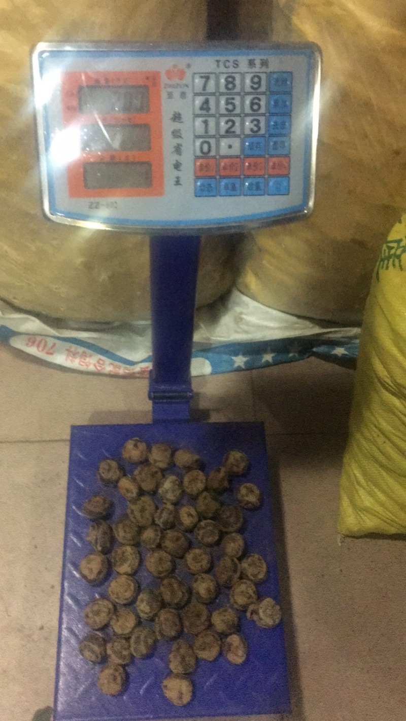 乐昌市学名荸荠，马蹄，大规模种植，规格齐全！