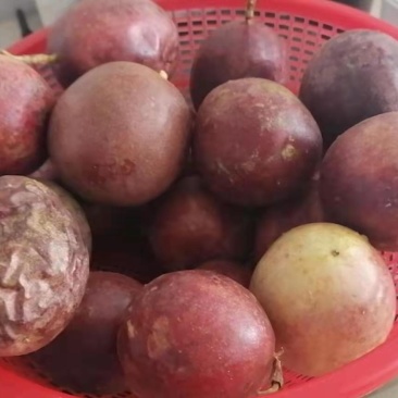 广西宜州农家种植百香果
