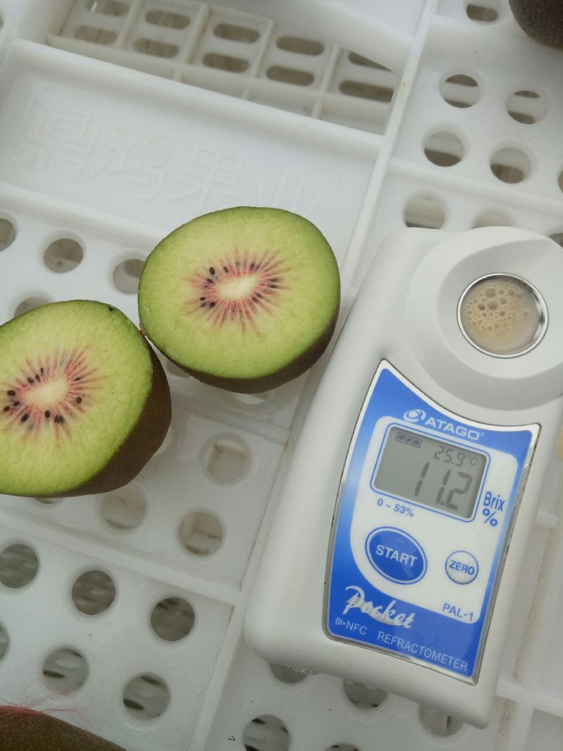 出售三万斤红心猕猴桃红阳价格2.6一斤