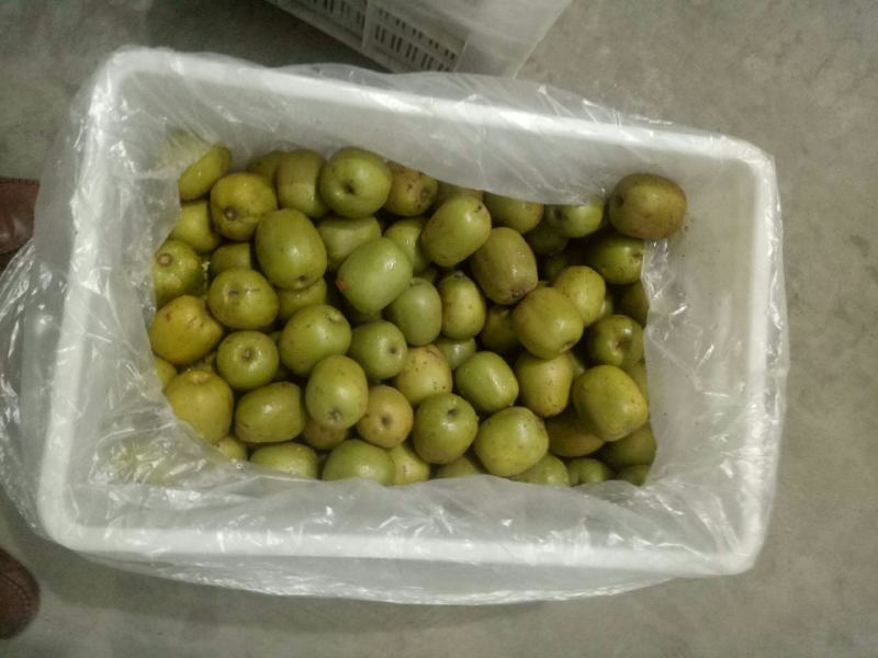 出售三万斤红心猕猴桃红阳价格2.6一斤