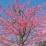 大腹木棉木苗工程苗绿化苗公园院子种植树苗庭院种植苗
