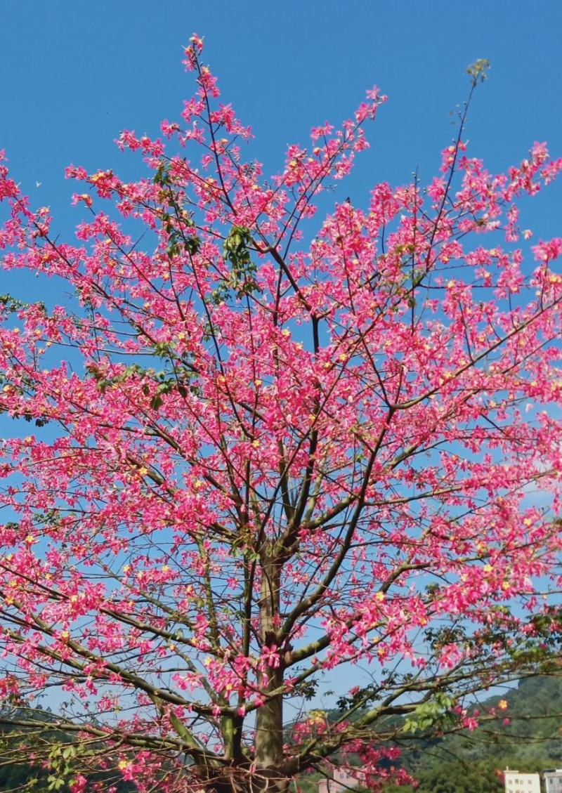 大腹木棉木苗工程苗绿化苗公园院子种植树苗庭院种植苗