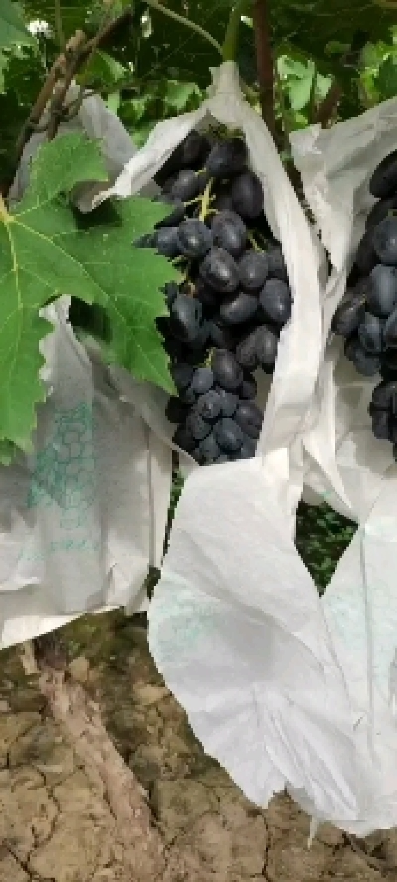 饶阳大量A17葡萄熟了，寻找全国各地客户