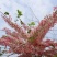 花旗木树苗合适院子公园别墅院子种植树苗院子种植