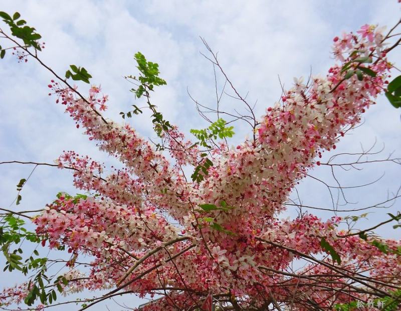 花旗木树苗合适院子公园别墅院子种植树苗院子种植