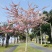 花旗木树苗合适院子公园别墅院子种植树苗院子种植