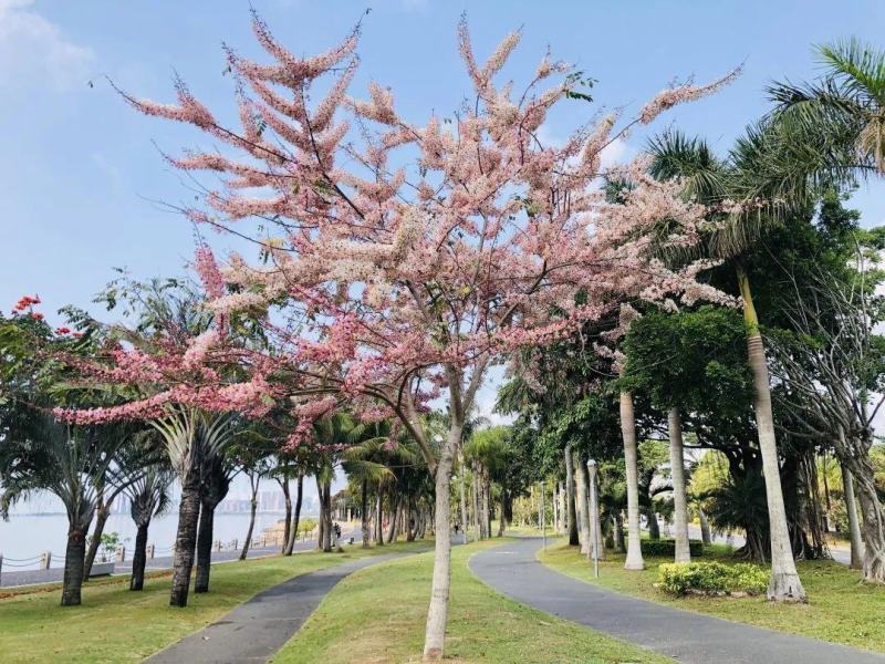 花旗木树苗合适院子公园别墅院子种植树苗院子种植
