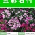 五彩石竹种子四季花种易活混色欧石竹庭院美国石竹草花种籽子