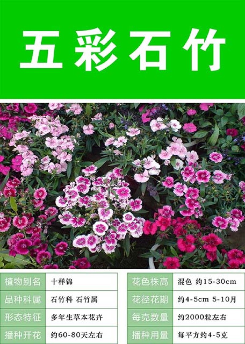 五彩石竹种子四季花种易活混色欧石竹庭院美国石竹草花种籽子