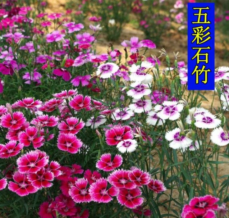 五彩石竹种子四季花种易活混色欧石竹庭院美国石竹草花种籽子