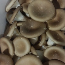 量产猪肚菇，物美价优，欢迎合作商联系。