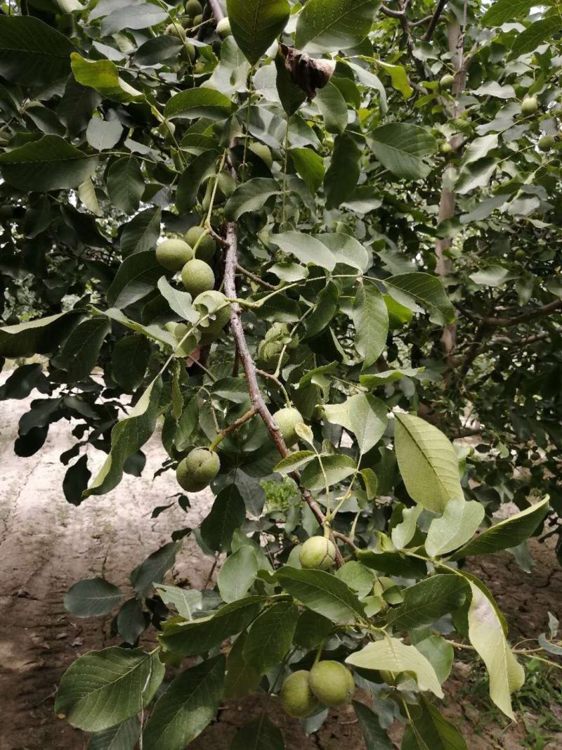 新疆自产自销纯核桃油，瓶装，2斤装，全国包邮，假一赔三