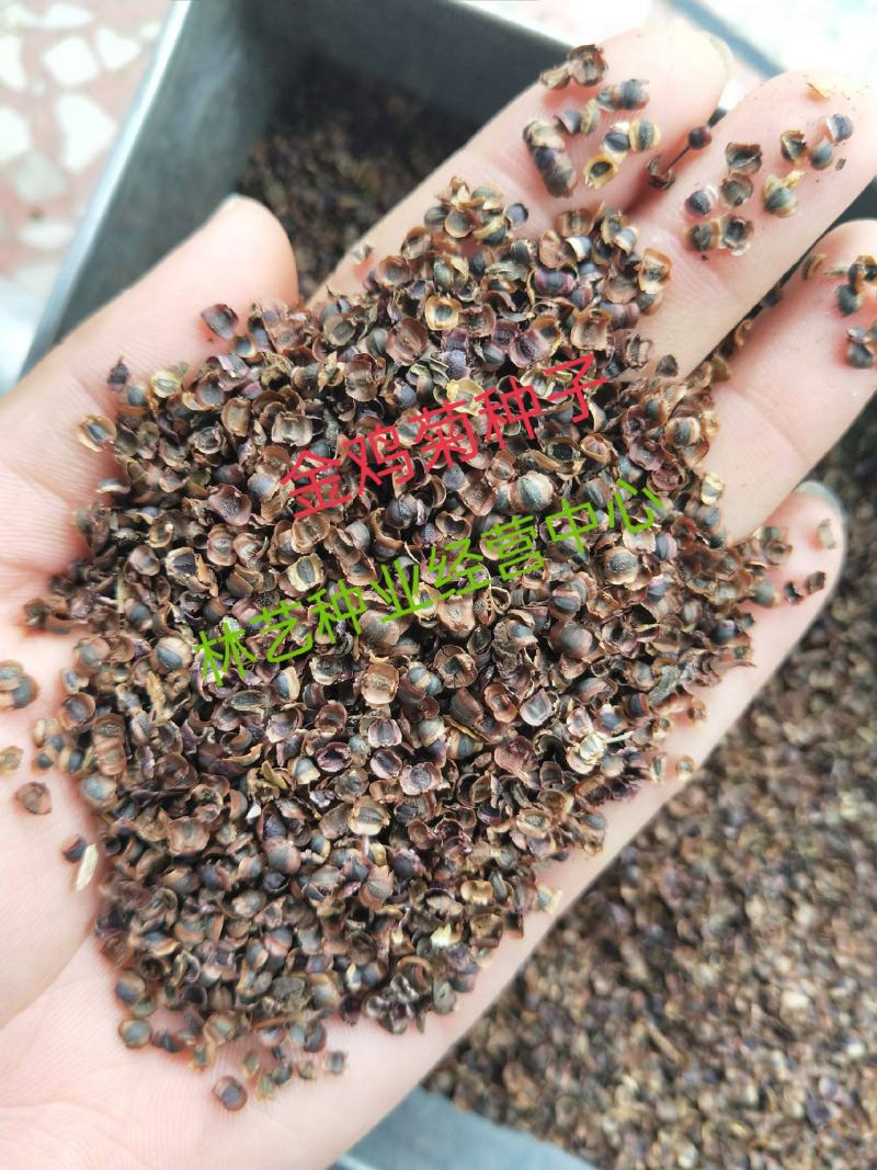 金鸡菊种子耐半荫耐寒耐旱花海绿化花多年生宿根花卉植物花草
