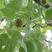 新采枫香种子北美枫香种子枫香苗木种子林木种子发芽率高