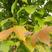 新采枫香种子北美枫香种子枫香苗木种子林木种子发芽率高