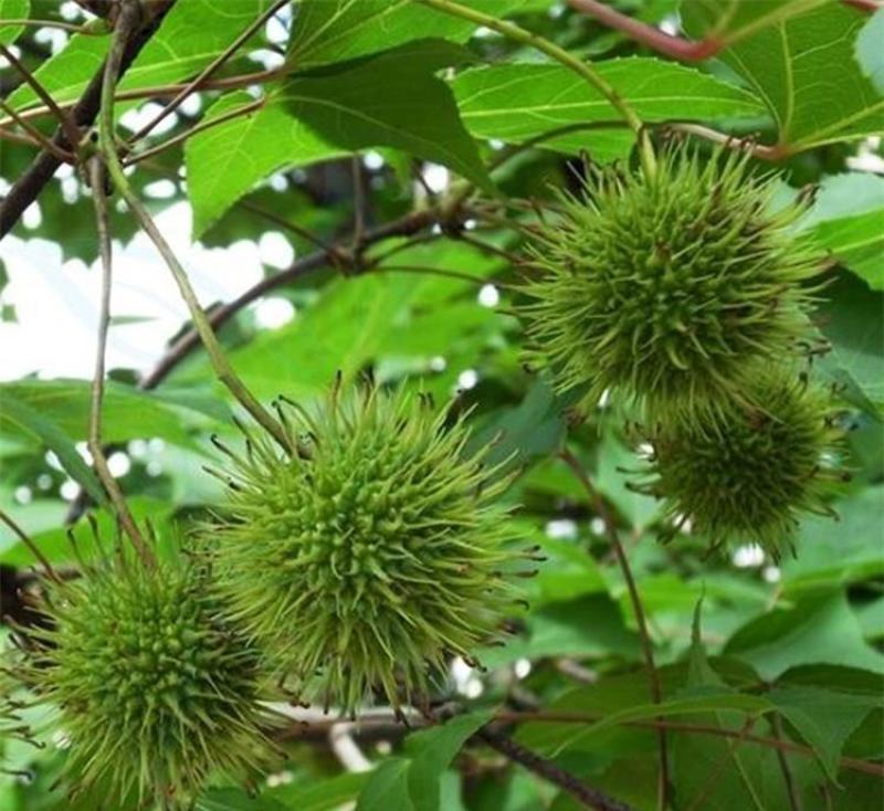 新采枫香种子北美枫香种子枫香苗木种子林木种子发芽率高