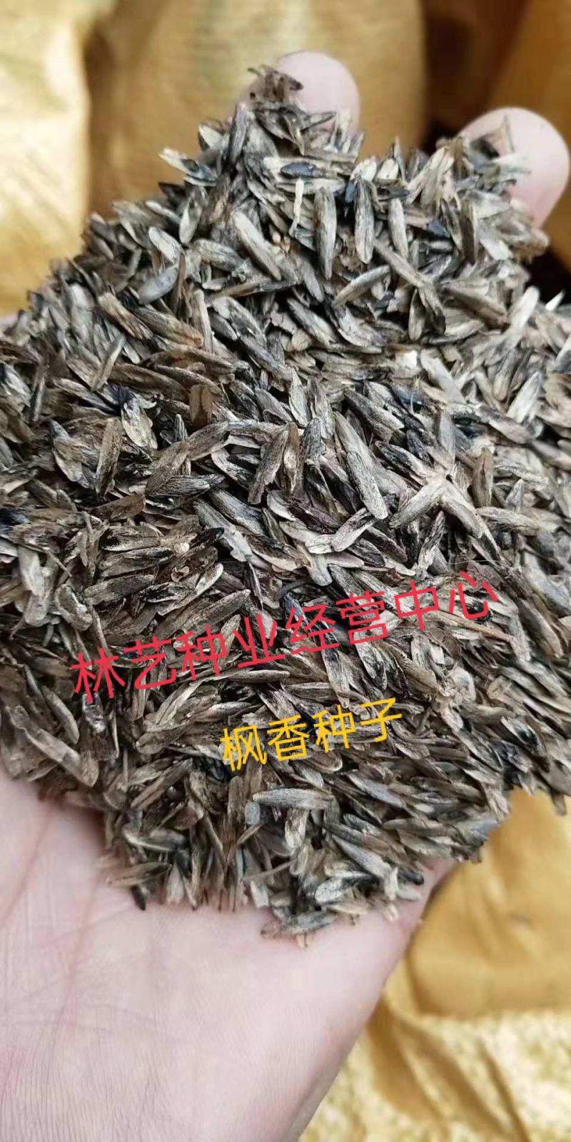 新采枫香种子北美枫香种子枫香苗木种子林木种子发芽率高
