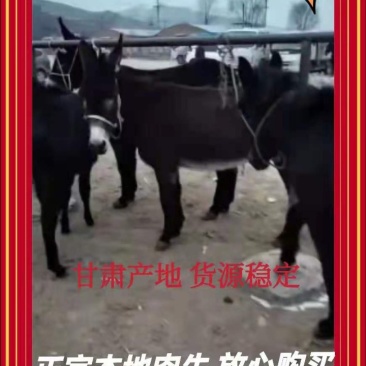 驴苗200斤关中驴，三粉丝，德州驴，货源充足，放心购买