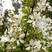 观花树木种子林木种子白鹃梅种子白绢梅种子也叫金瓜果种子