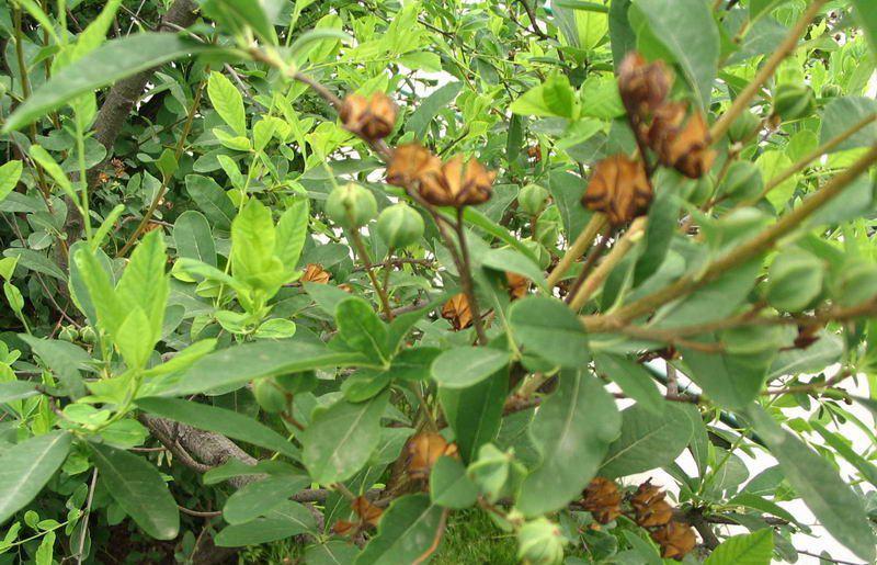 观花树木种子林木种子白鹃梅种子白绢梅种子也叫金瓜果种子