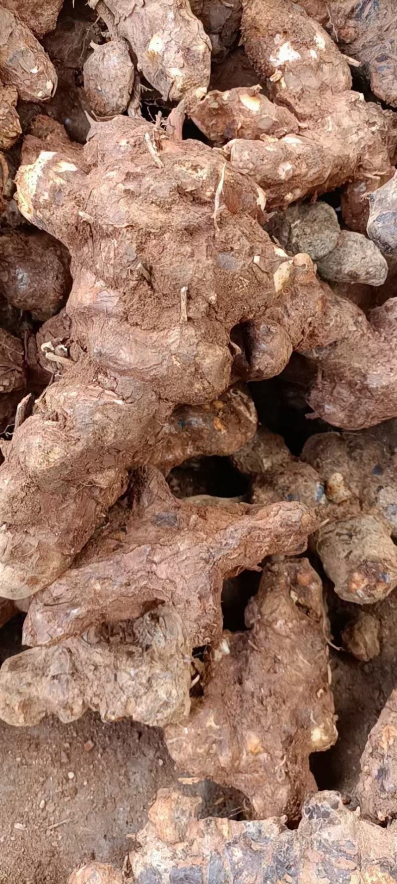 土茯苓干货/野生土茯苓/土茯苓/鲜鲜土茯苓/土茯苓批发