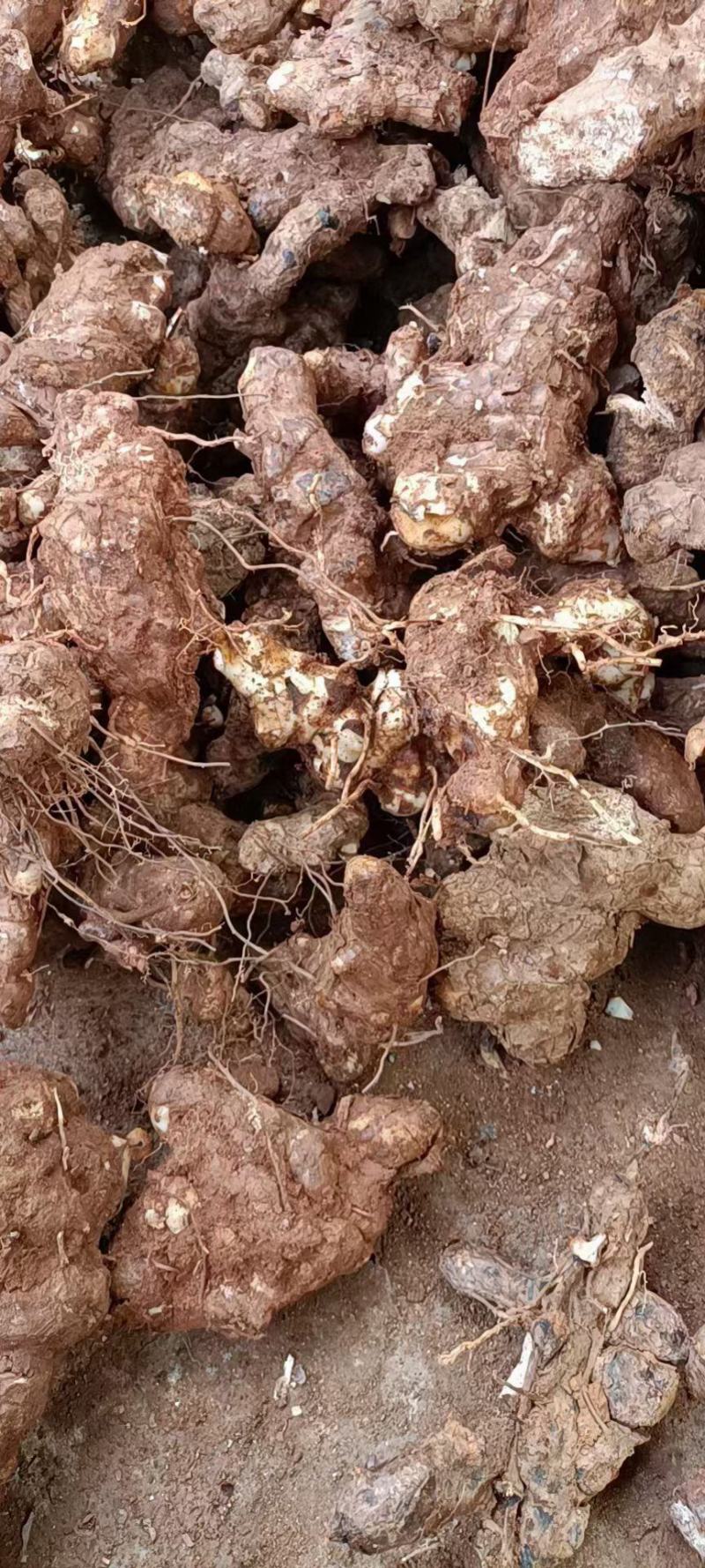 土茯苓干货/野生土茯苓/土茯苓/鲜鲜土茯苓/土茯苓批发