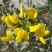 沙冬青种子沙生极耐旱植物沙冬青观赏药用保土北方常绿树种
