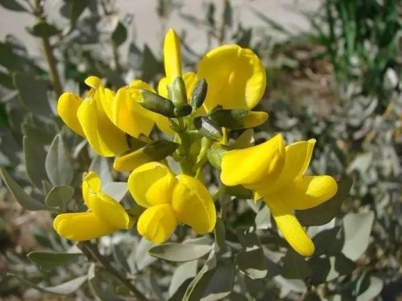 沙冬青种子沙生极耐旱植物沙冬青观赏药用保土北方常绿树种