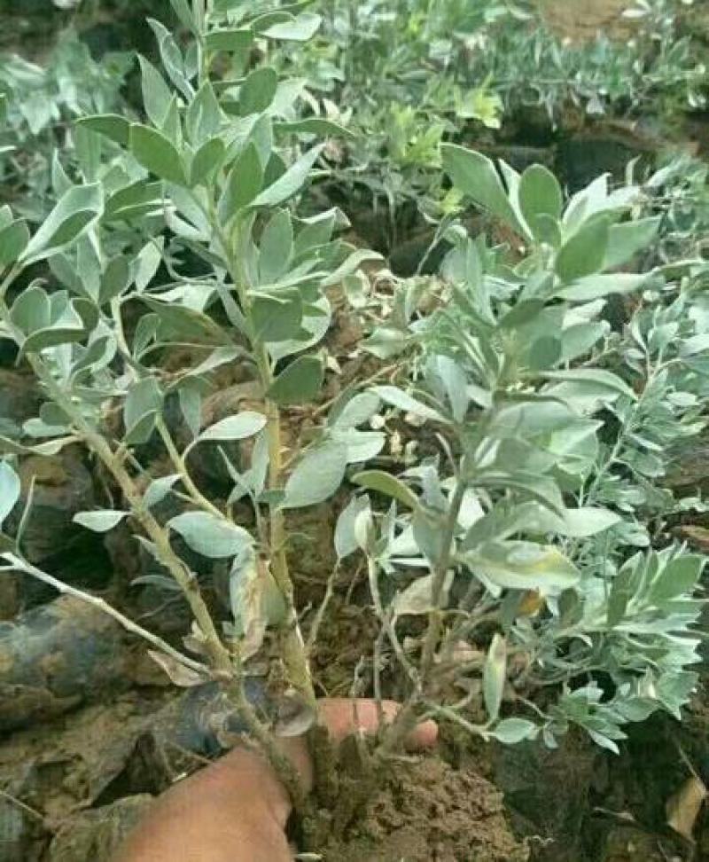 沙冬青种子沙生极耐旱植物沙冬青观赏药用保土北方常绿树种