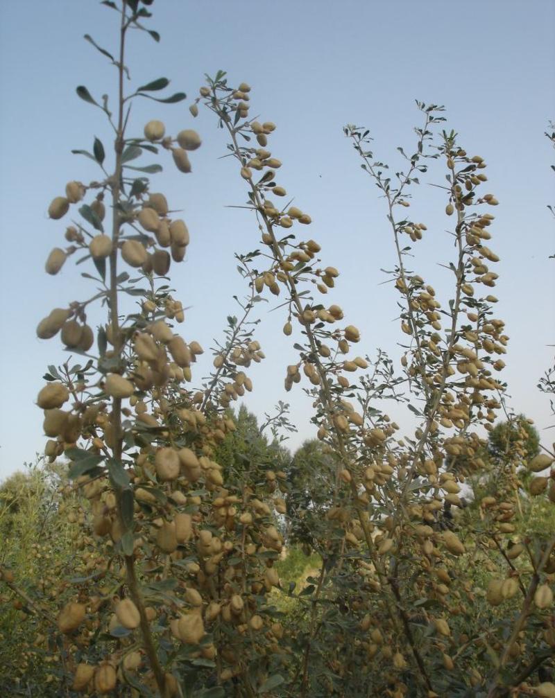 沙冬青种子沙生极耐旱植物沙冬青观赏药用保土北方常绿树种
