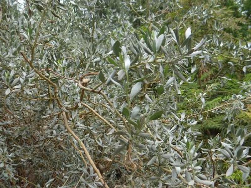 沙冬青种子沙生极耐旱植物沙冬青观赏药用保土北方常绿树种