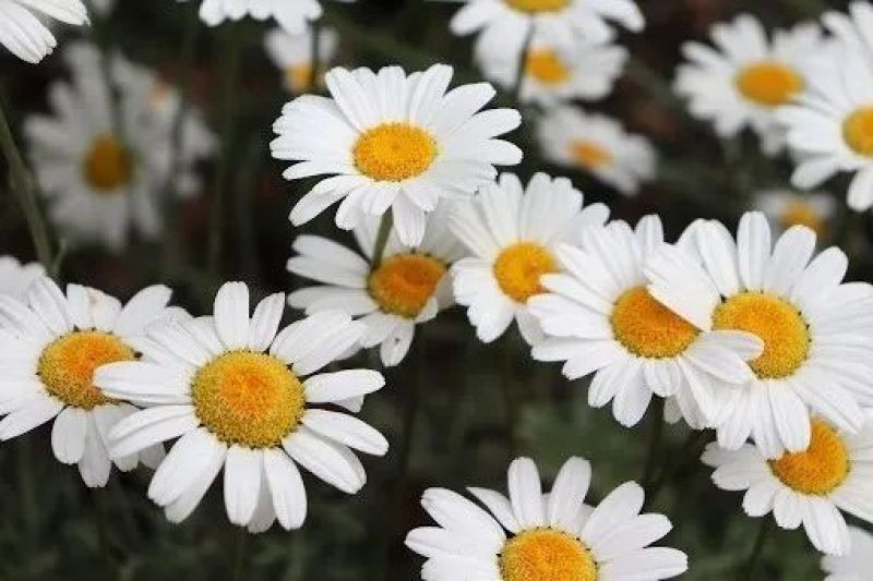 散装除虫菊种子白花除虫菊种子除虫草灭蚊菊驱蚊草种子