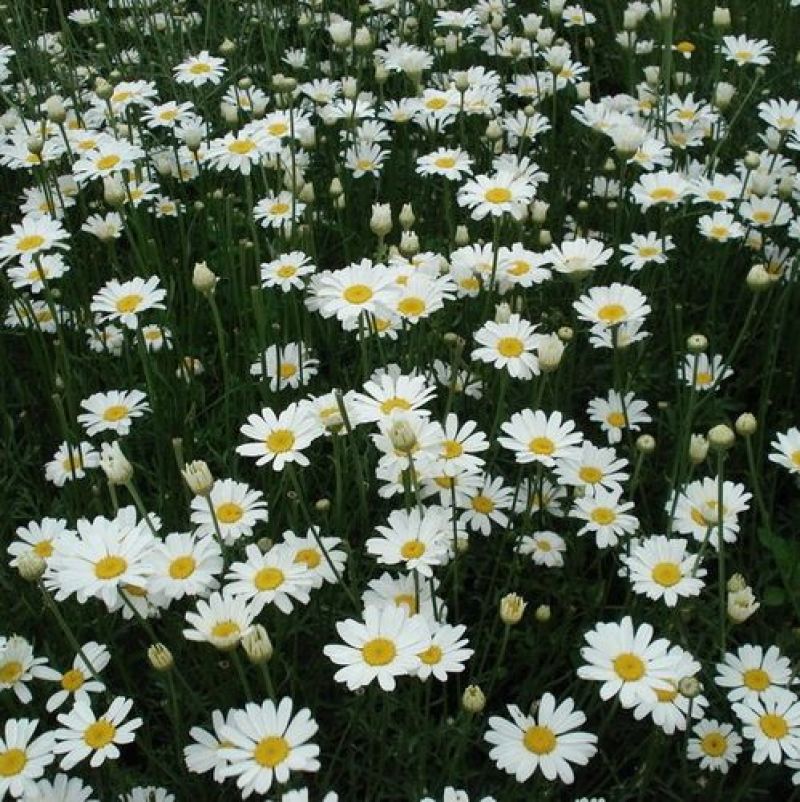散装除虫菊种子白花除虫菊种子除虫草灭蚊菊驱蚊草种子