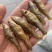 麦穗鱼忍子鱼春鱼油炸鱼无盐鱼干不苦不破肚
