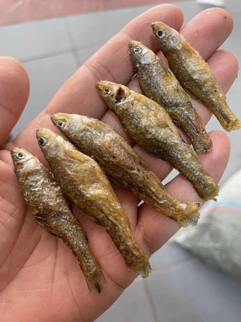 麦穗鱼忍子鱼春鱼油炸鱼无盐鱼干不苦不破肚