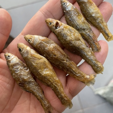 麦穗鱼忍子鱼春鱼油炸鱼无盐鱼干不苦不破肚