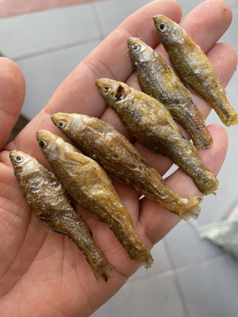 麦穗鱼忍子鱼春鱼油炸鱼无盐鱼干不苦不破肚