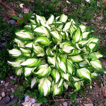 玉簪花苗多年生宿根耐荫耐热观叶观花植物花卉庭院绿化玉簪苗