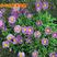 荷兰菊种子多年生阳台庭院盆栽四季播种开花耐寒花卉花种籽