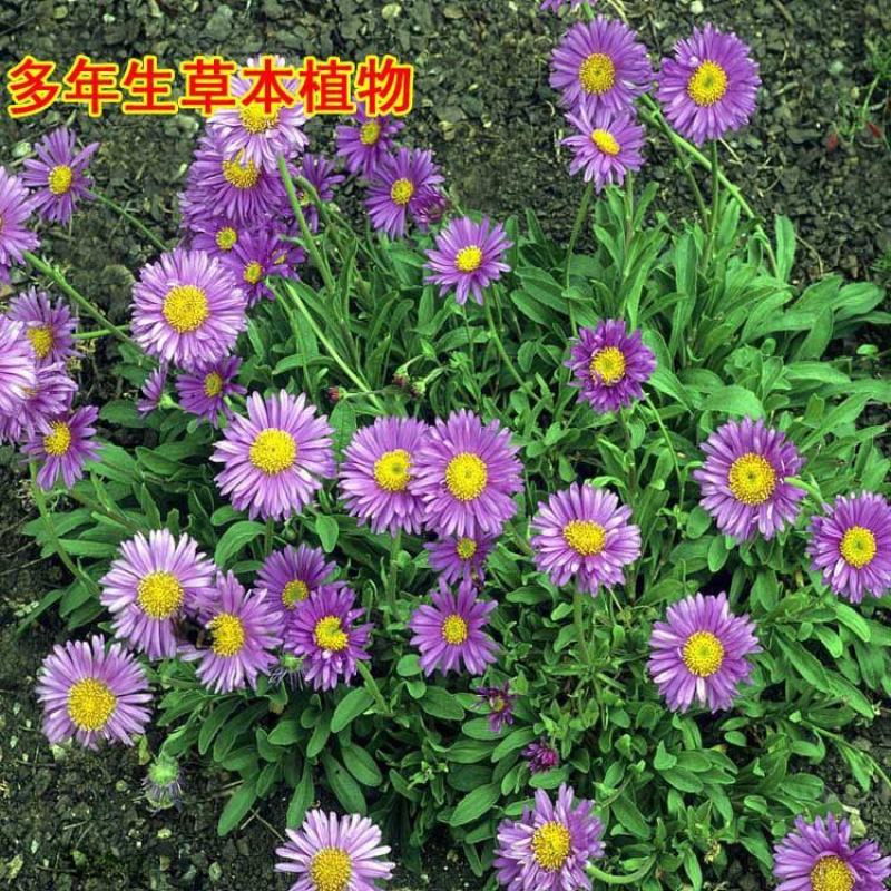 荷兰菊种子多年生阳台庭院盆栽四季播种开花耐寒花卉花种籽