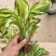 玉簪花苗多年生宿根耐荫耐热观叶观花植物花卉庭院绿化玉簪苗