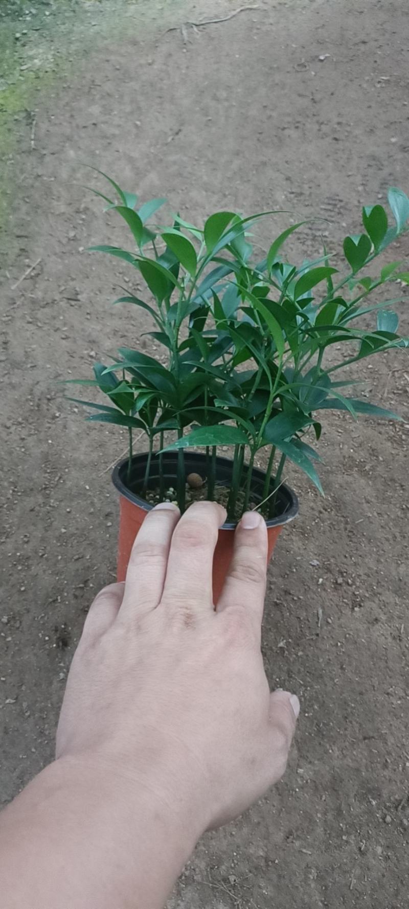 竹柏小盆栽，长寿竹，50000颗。