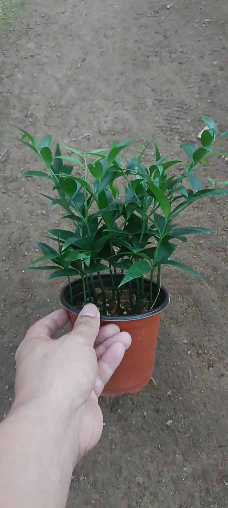 竹柏小盆栽，长寿竹，50000颗。