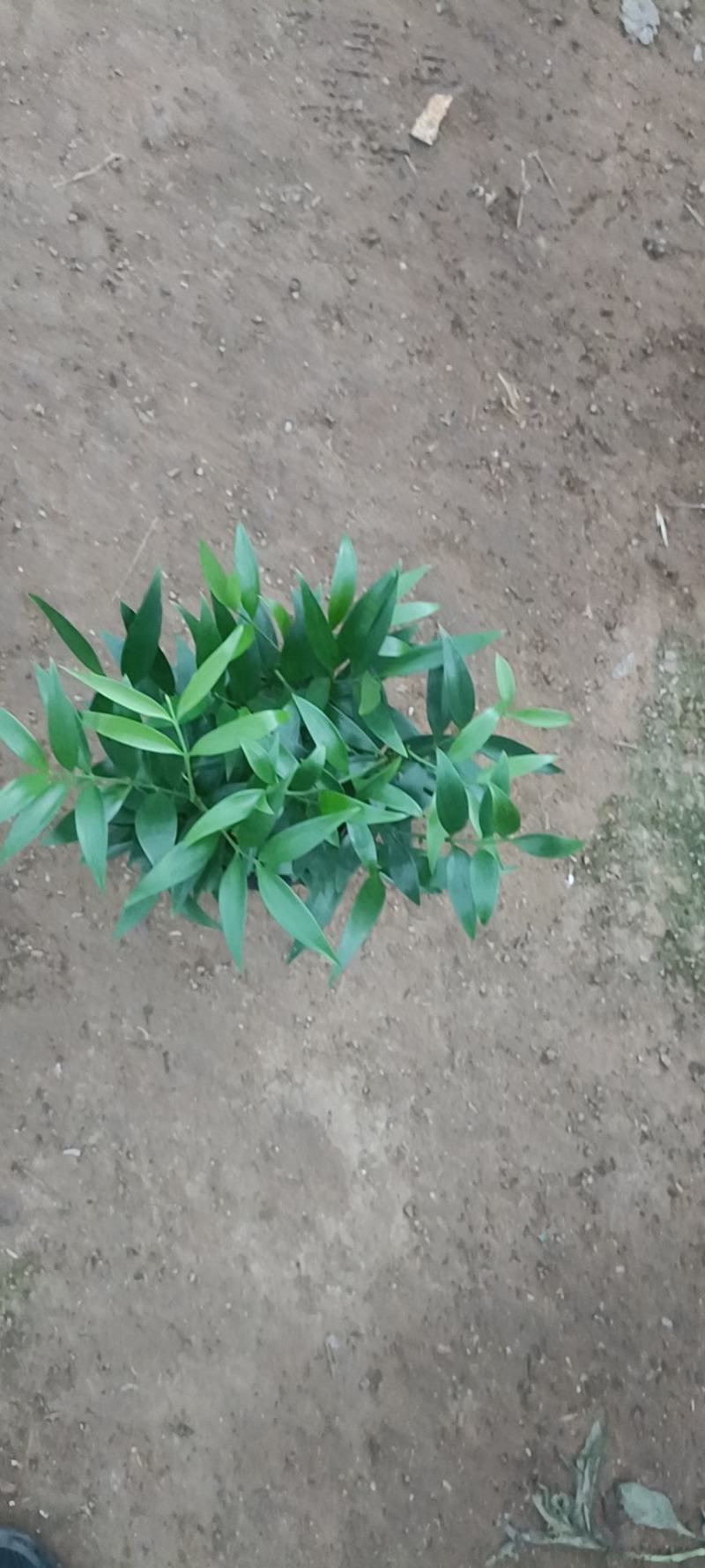 竹柏小盆栽，长寿竹，50000颗。