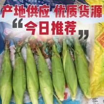 白玉米，中糯2号，江苏产地，产地直销，精品质量