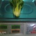 上海青精品油菜