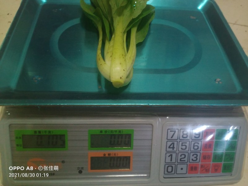 上海青精品油菜