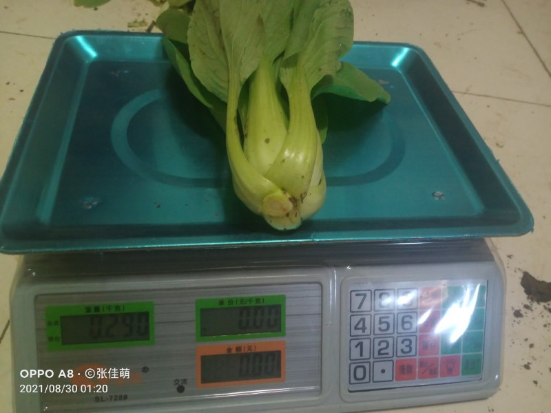 上海青精品油菜