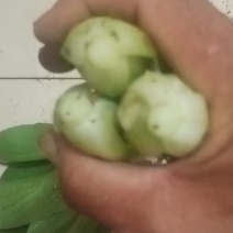 上海青精品油菜